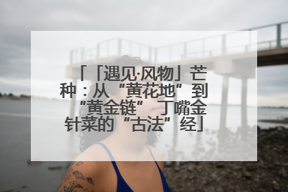 「遇见·风物」芒种：从“黄花地”到“黄金链” 丁嘴金针菜的“古法”经