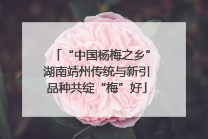 “中国杨梅之乡”湖南靖州传统与新引品种共绽“梅”好
