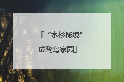 “水杉秘境”成鹭鸟家园