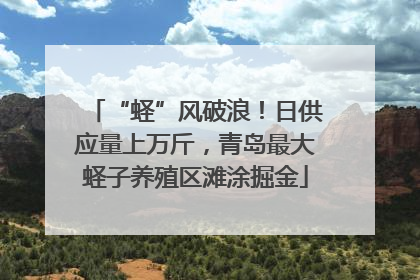 “蛏”风破浪！日供应量上万斤，青岛最大蛏子养殖区滩涂掘金