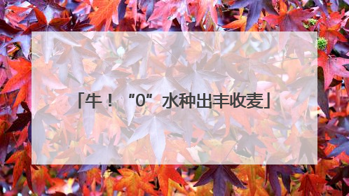牛！“0”水种出丰收麦