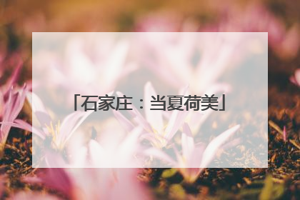 石家庄：当夏荷美