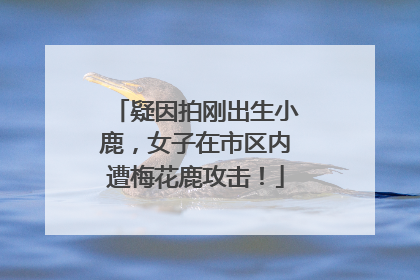 疑因拍刚出生小鹿，女子在市区内遭梅花鹿攻击！