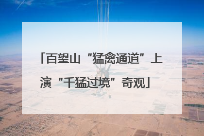 百望山“猛禽通道”上演“千猛过境”奇观