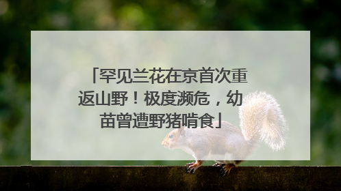 罕见兰花在京首次重返山野！极度濒危，幼苗曾遭野猪啃食