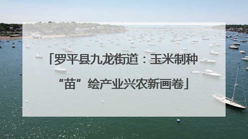 罗平县九龙街道：玉米制种“苗”绘产业兴农新画卷