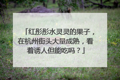 红彤彤水灵灵的果子，在杭州街头大量成熟，看着诱人但能吃吗？
