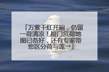 万紫千红开遍，仍留一荷清凉！厦门赏荷地图已备好，还有专家带您区分荷与莲→