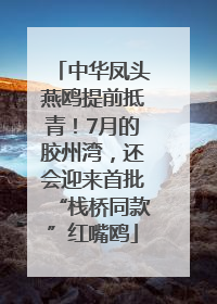 中华凤头燕鸥提前抵青！7月的胶州湾，还会迎来首批“栈桥同款”红嘴鸥