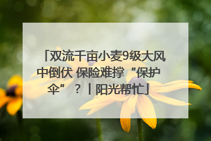 双流千亩小麦9级大风中倒伏 保险难撑“保护伞”？丨阳光帮忙