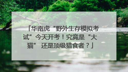 华南虎“野外生存模拟考试”今天开考！究竟是“大猫” 还是顶级猎食者？