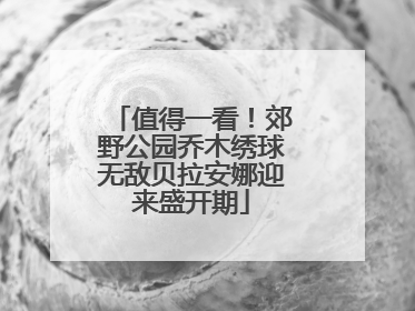 值得一看！郊野公园乔木绣球无敌贝拉安娜迎来盛开期