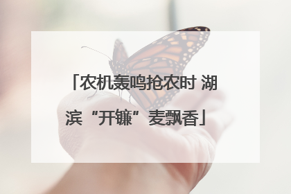 农机轰鸣抢农时 湖滨“开镰”麦飘香