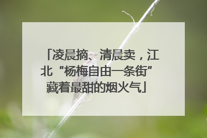凌晨摘、清晨卖，江北“杨梅自由一条街”藏着最甜的烟火气