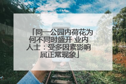 同一公园内荷花为何不同时盛开 业内人士：受多因素影响 属正常现象