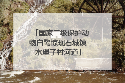国家二级保护动物白鹭惊现石城镇水堡子村河道