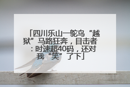 四川乐山一鸵鸟“越狱”马路狂奔，目击者：时速超40码，还对我“笑”了下