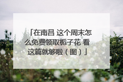 在南昌 这个周末怎么免费领取栀子花 看这篇就够啦（图）