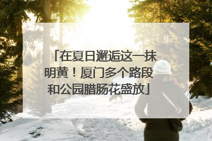 在夏日邂逅这一抹明黄！厦门多个路段和公园腊肠花盛放