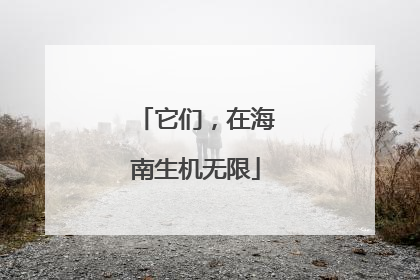 它们，在海南生机无限