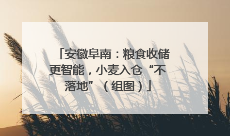 安徽阜南：粮食收储更智能，小麦入仓“不落地”（组图）