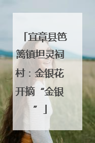 宜章县笆篱镇坦灵祠村：金银花开摘“金银”