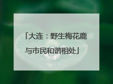 大连：野生梅花鹿与市民和谐相处