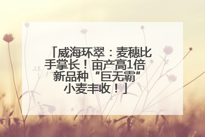 威海环翠：麦穗比手掌长！亩产高1倍 新品种“巨无霸”小麦丰收！