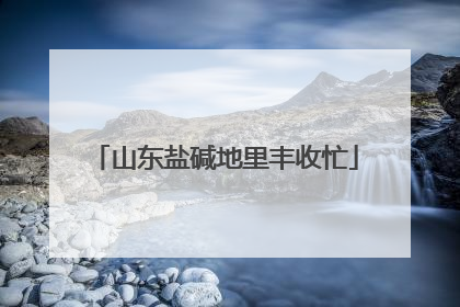 山东盐碱地里丰收忙