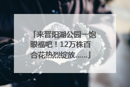 来晋阳湖公园一饱眼福吧！12万株百合花热烈绽放……