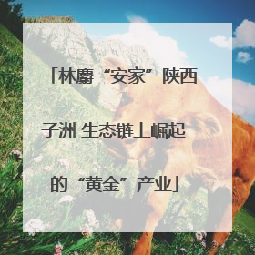 林麝“安家”陕西子洲 生态链上崛起的“黄金”产业