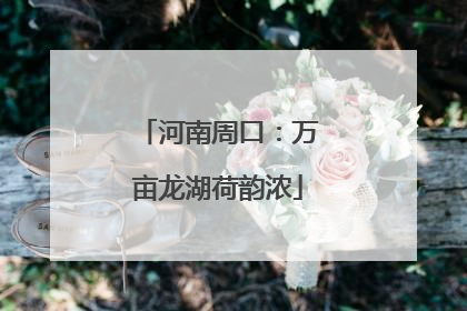 河南周口：万亩龙湖荷韵浓