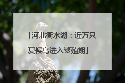 河北衡水湖：近万只夏候鸟进入繁殖期