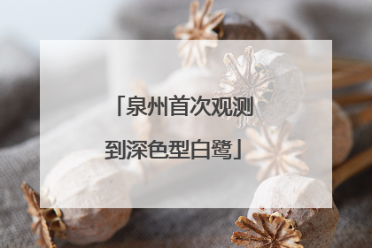 泉州首次观测到深色型白鹭