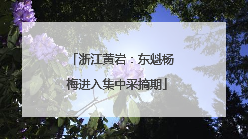 浙江黄岩：东魁杨梅进入集中采摘期