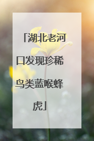 湖北老河口发现珍稀鸟类蓝喉蜂虎