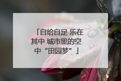自给自足 乐在其中 城市里的空中“田园梦”