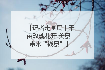 记者走基层｜千亩玫瑰花开 美景带来“钱景”