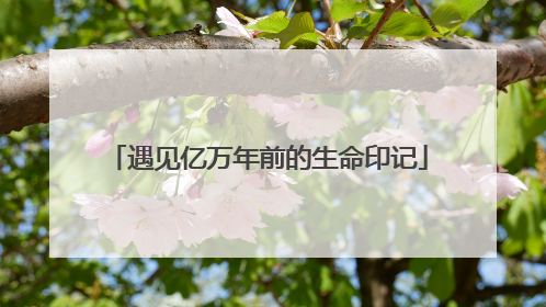 遇见亿万年前的生命印记