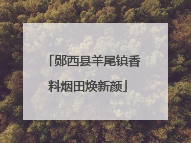 郧西县羊尾镇香料烟田焕新颜