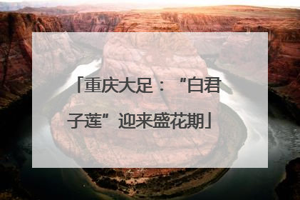 重庆大足：“白君子莲”迎来盛花期