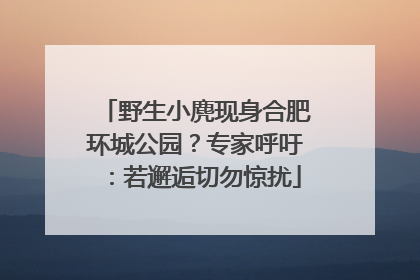 野生小麂现身合肥环城公园？专家呼吁：若邂逅切勿惊扰