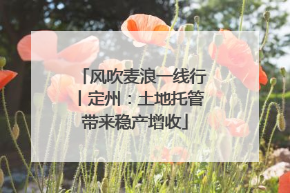 风吹麦浪一线行丨定州：土地托管带来稳产增收