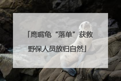 鹰嘴龟“落单”获救 野保人员放归自然